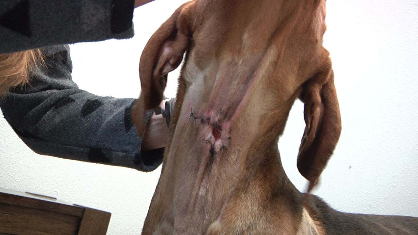 Amos wound stitches